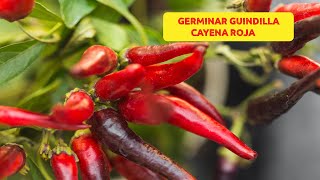 Cómo PLANTAR GUINDILLA PICANTE CAYENA o CHILE en MACETA PASO a PASO [upl. by Eibbil]