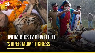 Collarwali  Final Moments Of India’s Legendary Tigress Go Viral [upl. by Bryner9]