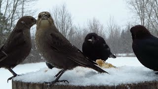 A flock of cowbirds arrives in the snow [upl. by Kassel]