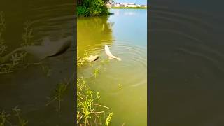 fishing littleboyfishing fish fishingvillageboy nature youtube vlog littlefish [upl. by Meredi969]