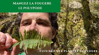 Le Polypode une fougère comestible [upl. by Ydrah195]