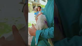 Kids treatment medication veterinarian animalfarming vetclinic karachi [upl. by Alurd]