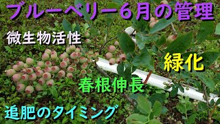 【無肥料無農薬】ブルーベリー６月は新梢緑化で春根が伸長して微生物活性！来年の予備枝づくり摘蕾（長果枝、短果枝） [upl. by Stu]