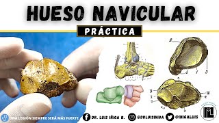 Anatomía Práctica  Hueso Navicular o Escafoides  Caras Bordes Articulaciones Ligamentos [upl. by Esya]