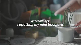 repotting my mini bacularis timelapse  quaranthings [upl. by Innor]