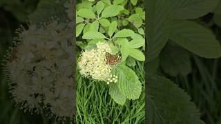 Silvery Whitebeam sorbus aria nativetrees nature permaculture gardening adventure outdoors [upl. by Eiuol]