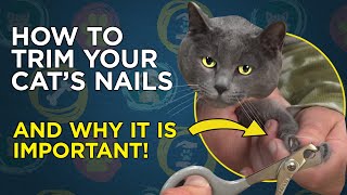 How To Trim Your Cats Nails  VetVid Cat Care Video [upl. by Nellda]