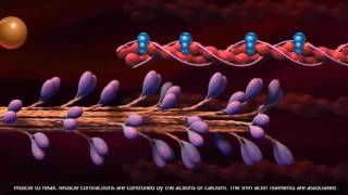 Muscle Contraction  Cross Bridge Cycle [upl. by Baryram]