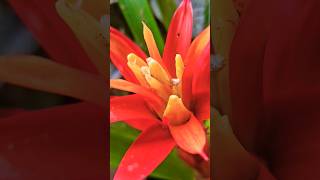 guzmania lingulata plant viral vsaworld 258 shorts [upl. by Ybanrab476]