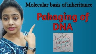 Pakaging of DNA helix  Nucleosome model Molecular basis of inheritance and variation  Class 12th [upl. by Lledal]