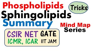 Phospholipid and sphingolipid [upl. by Eerrehc806]