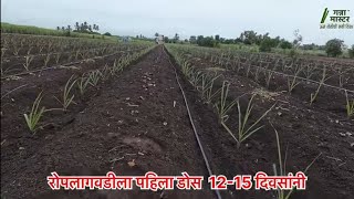 86032 आडसाली जोमदार फुटवे आणि काळोखी साठी पहिला डोसा हाच आणि पाणी नियोजन [upl. by Kissel]