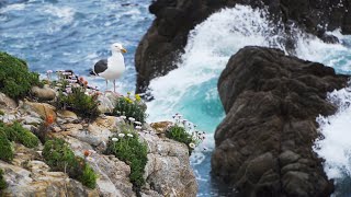 Point Lobos State Natural Reserve  Big Sur CA [upl. by Dianthe]