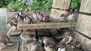 MY EYE IS ON THE SPARROWS IMG 1601C 見上げてご覧夜の星を [upl. by Hudis614]