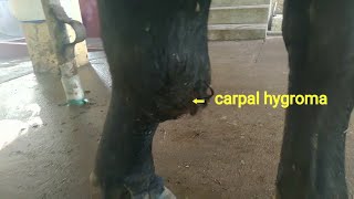 Carpal hygroma in a buffaloe and treatment [upl. by Wickman]