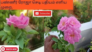 பண்ணீர் ரோஜா பதியம் வளர்ப்பு முறை எளிய முறையில் 100 Result Pannir Roja Plant Padhyam [upl. by Tullus]