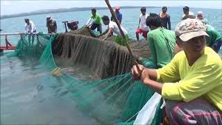 Part 2 Harvesting Milkfish [upl. by Mair]