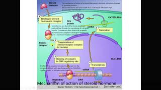 Mechanism action of steroid and non steroid hormones [upl. by Abihsat]