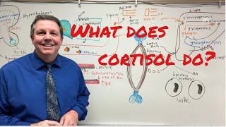 What does Cortisol do [upl. by Ysirhc369]