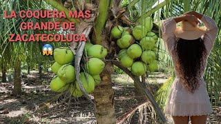 COMO sembrar COCOS ENANOS MUY FACIL 😱 [upl. by Enyaw]