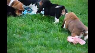 Basset Hound Puppies For Sale [upl. by Kat]