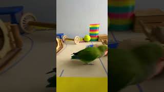 Bird Training  Smart lovebird Parrot  Smart Little Cute Parrot training smartparrot cute [upl. by Fasto846]