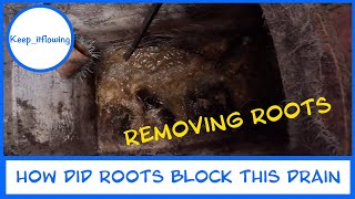 How did roots cause this drain to block [upl. by Comras]