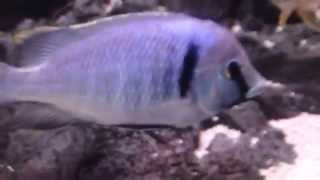 Placidochromis Electra Deep Water Hap African Cichlid Malawi [upl. by Ahsauqal]