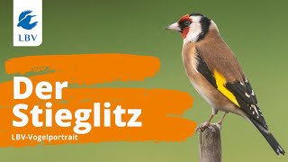 Der Stieglitz Carduelis carduelis Steckbrief  Gesang Vogelarten kennen lernen mit den Experten [upl. by Aseeram156]