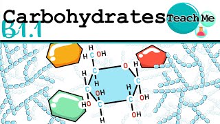 B11  Carbohydrates  IB Biology SLHL [upl. by Idell]