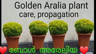 Aralia plant care propagation Aralia cutting  ball shape [upl. by Farly927]