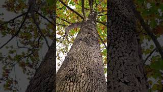 Giant Maple Leaf sycamore treespecies tree [upl. by Ashly]