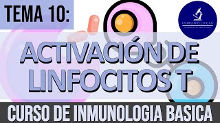 Activación y Diferenciación de Linfocitos T  Sinapsis Inmunológica  Subgrupos de Linfocitos T [upl. by Sremlahc]