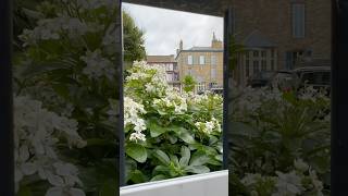 DINARD travel fleurs garden gardening nature flowers beautiful [upl. by Cutler]