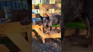 Please don’t… ❤️ heeler blueheeler blueheelers doglover dogs dogshorts love [upl. by Eirotal]