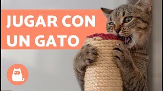 Cómo jugar con un gato 🐱  Suara Foundation [upl. by Aveer]