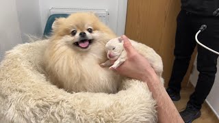 2 week update  My Pomeranian had a puppy [upl. by Cerys752]