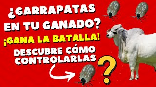 CONTROL DE GARRAPATAS EN EL GANADO  SOLUCIÓN DEFINITIVA PARA CONTROLAR LA GARRAPATA EN EL GANADO [upl. by Gahl]