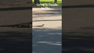 Huge Iguana in the street [upl. by Assitruc]