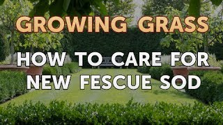 How to Care for New Fescue Sod [upl. by Airak513]