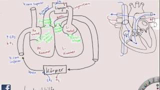 Überblick über das HerzKreislaufSystem [upl. by Areik]