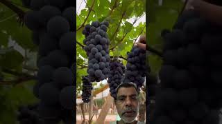 Grapes viticulture viralvideos ytshorts viralvideoshorts [upl. by Neona]