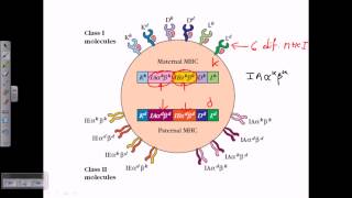 MHC structure [upl. by Detta]