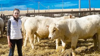 DeBruycker Charolais Bull Sale 2021 Montana [upl. by Oidgime]