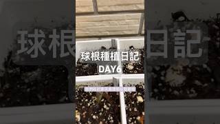 發黴怎麼處理！球根種植日記 DAY 6 鬱金香 風信子葡萄風信子球根 garden [upl. by Lewendal350]