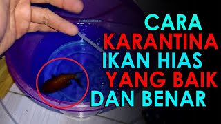 Cara Mengkarantina Ikan Mas Koki yang Baik dan Benar Khusus Pemula [upl. by Wells]