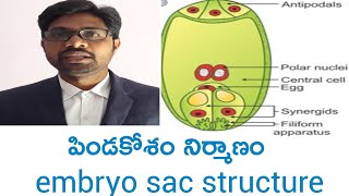 Embryo sac structure intermediate first year botany important questions [upl. by Matthei]