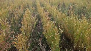 Flax seedfarming [upl. by Matless]