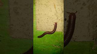 Millipede insect part 11 millipede centipede millipedes insects wildlife forest trending [upl. by Neelyad620]