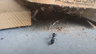 Mortal Combat Ant vs Spider [upl. by Dotson974]